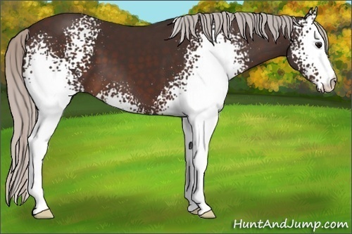 Horse Color:White Spotted Silver Brown 