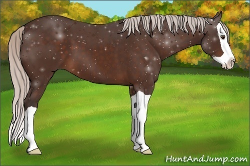 Horse Color:Silver Brown Splash 