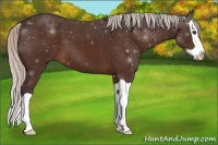 Horse Color:Silver Brown Splash 