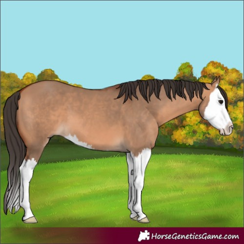 Horse Color:Bay Dun Splash 