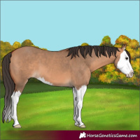 Horse Color:Bay Dun Splash 