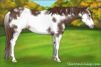 Horse Color:White Spotted Liver Chestnut Sabino Splash Frame Appaloosa