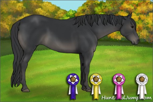 Horse Color:Black 