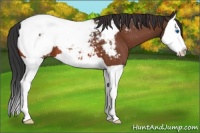 Horse Color:Bay Splash Appaloosa 