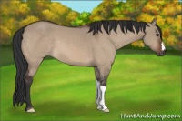 Horse Color:Brown Dun