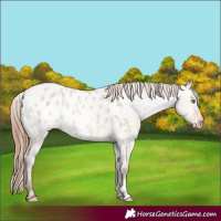 Horse Color:Amber Champagne Dun Appaloosa 