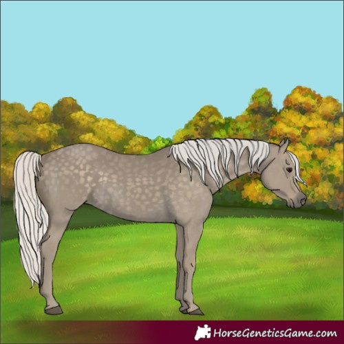 Horse Color:Silver Smoky Grullo 