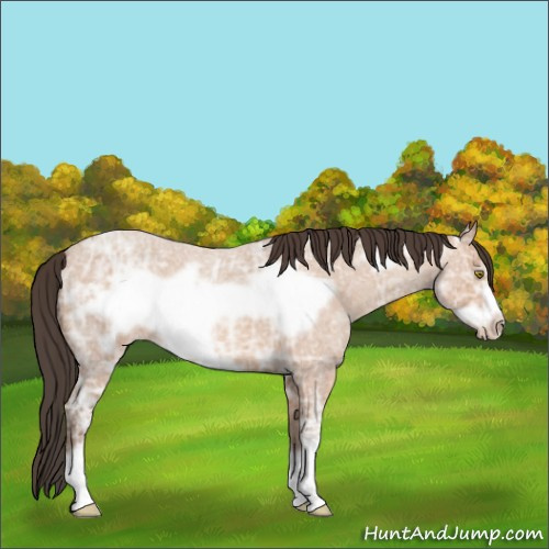 Horse Color:Amber Champagne Ice Roan Frame