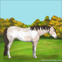 Horse Color:Amber Champagne Ice Roan Frame 