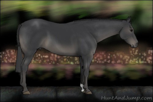 Horse Color:Black 