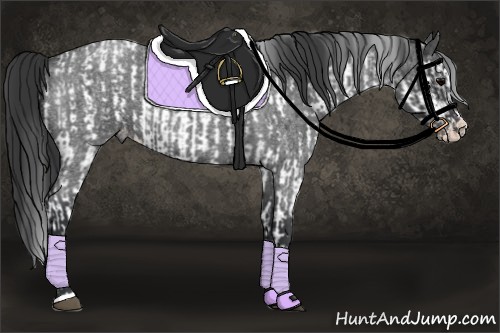 Horse Color:White Spotted Black Splash Frame Appaloosa Rabicano  and Blue Roan Sabino Splash Appaloosa 