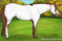 Horse Color:Chestnut Appaloosa 
