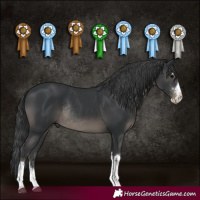 Horse Color:Black Rabicano 