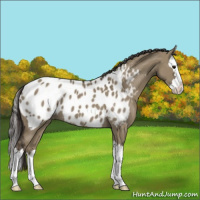 Horse Color:Smoky Grullo Sabino Splash Near Leopard 