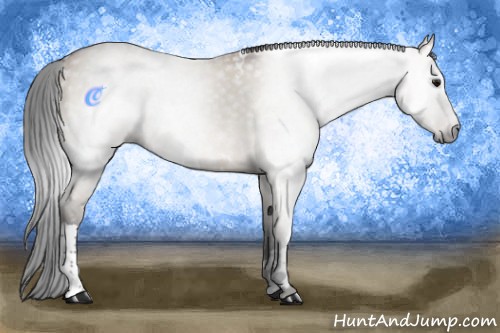 Horse Color:Gray White Spotted Bay Dun Varnish