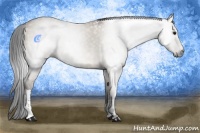 Horse Color:Gray White Spotted Bay Dun Appaloosa 
