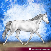 Horse Color:White Spotted Palomino Pearl Sabino Appaloosa
