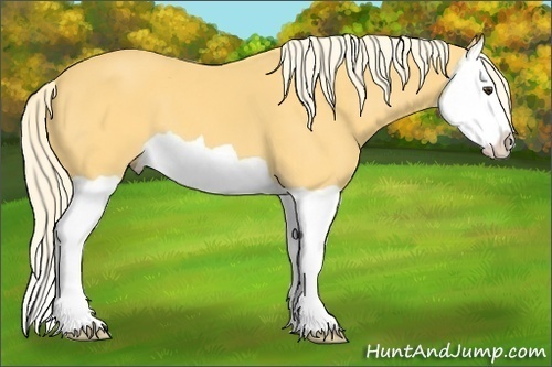 Horse Color:Palomino Splash