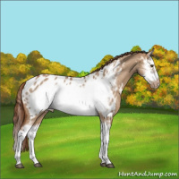 Horse Color:Red Dun Roan Splash Frame Appaloosa 