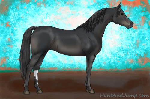 Horse Color:Black 