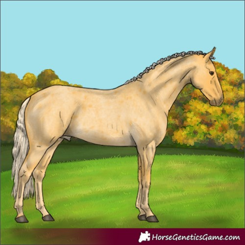 Horse Color:Palomino Roan 