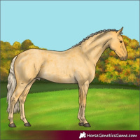 Horse Color:Palomino Roan 