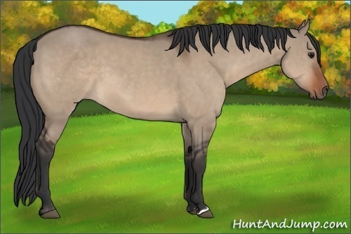 Horse Color:Brown Dun 