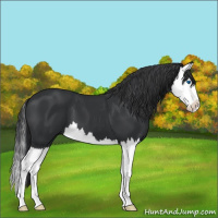 Horse Color:Black Splash