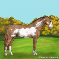Horse Color:Chestnut Frame Rabicano
