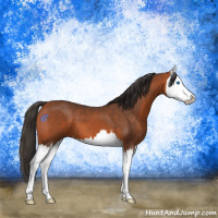 Horse Color:Bay Splash 