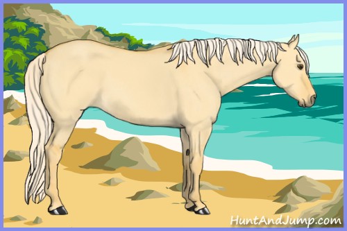 Horse Color:Palomino Dun 