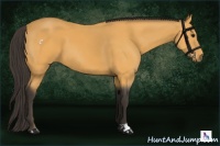 Horse Color:Buckskin 