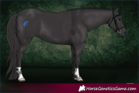 Horse Color:Smoky Black Chinchilla
