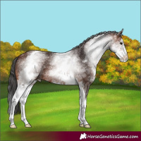 Horse Color:White Spotted Brown