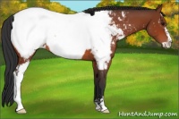 Horse Color:Bay Sabino Appaloosa 