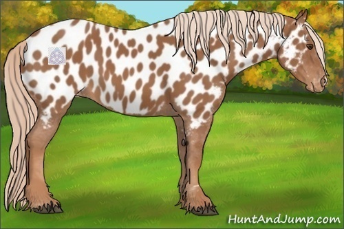 Horse Color:Chestnut Near Leopard