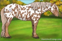 Horse Color:Chestnut Near Leopard 