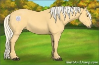 Horse Color:Palomino 