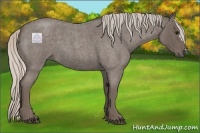 Horse Color:Silver Blue Roan 