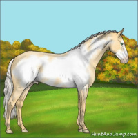 Horse Color:Silver Amber Cream Champagne Roan Frame 