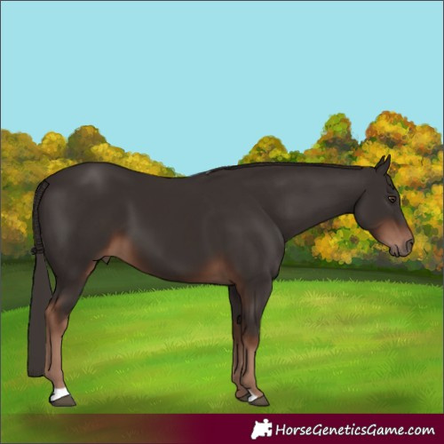 Horse Color:Liver Chestnut