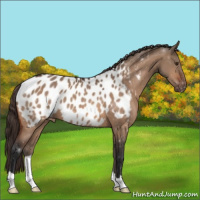 Horse Color:Bay Dun Appaloosa 