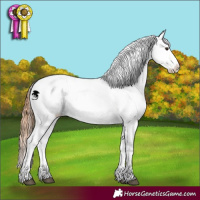 Horse Color:Red Dun Appaloosa  and Red Dun Appaloosa 