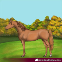Horse Color:Chestnut 