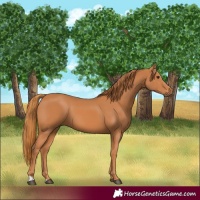 Horse Color:Chestnut 
