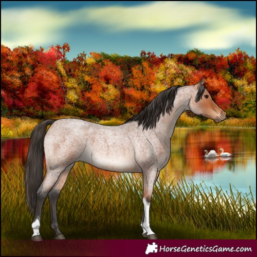 Horse Color:Bay Roan Tobiano 