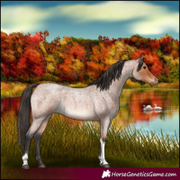 Horse Color:Bay Roan Tobiano