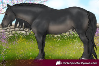 Horse Color:Black 