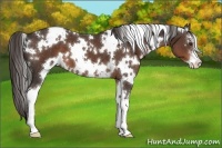 Horse Color:White Spotted Liver Chestnut Sabino 