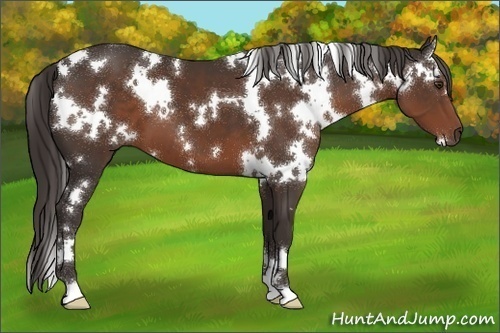 Horse Color:White Spotted Liver Chestnut